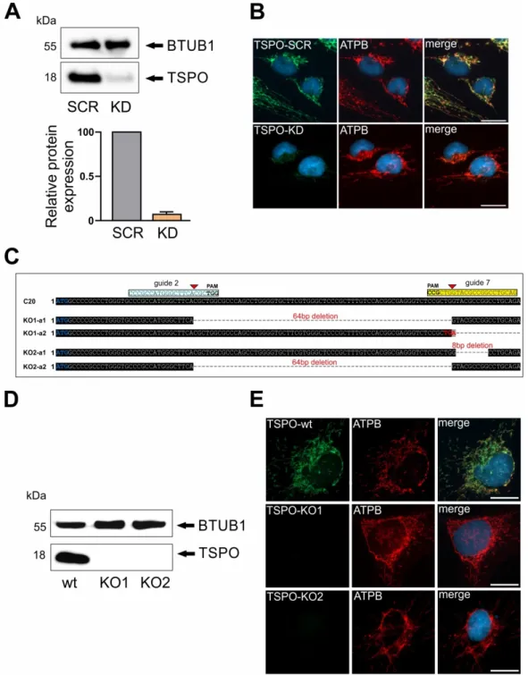 Figure 1. Translocator protein 18 kDa (TSPO) gene depletion and deletion in C20 human microglia 