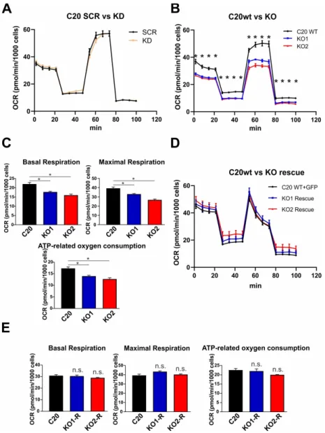Figure 4. TSPO gene knockout using CRISPR/Cas9 system decreases respiration in human microglia 