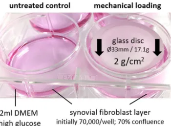Fig 1. In vitro application of mechanical loading to synovial fibroblasts. Application of a sterile glass disc of defined size and weight to the cell layer, exerting a compressive force of 2g/cm 2 .