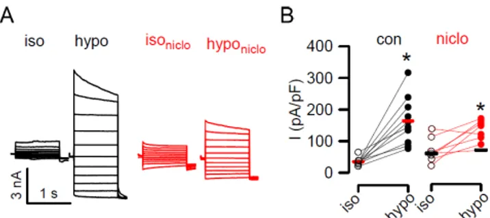 Figure 7. Activation of VRAC is inhibited by niclosamide.  (A,B) Whole cell patch clamp currents  activated by hypotonic cell swelling (hypo; 33% hypotonicity) in Jurkat T lymphocytes, and inhibition  of VRAC activation by niclosamide (niclo; 1 µM)