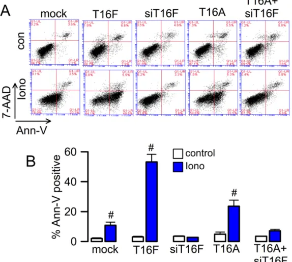 Figure 4. Phospholipid scrambling by TMEM16F and cooperativity with TMEM16A. (A) Flow  cytometry in HEK293 cells expressing TMEM16F, TMEM16A, TMEM16A in the presence of siRNA  for TMEM16F, or cells transfected with empty plasmid (mock) or siRNA for TMEM16F