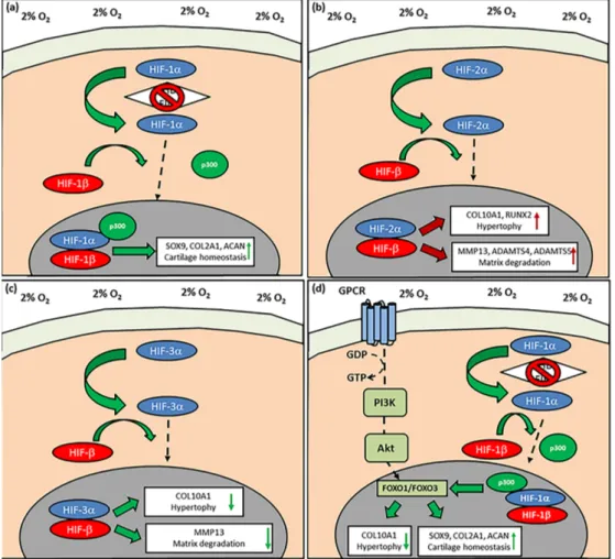 Figure 3. The pathways controlling the response of physioxia MSC chondrogenesis. (a) HIF-1α upon translocation into the nucleus and dimerization with HIF-1β leads to upregulation of chondrogenic matrix gene expression, whereas (b) HIF-2α nuclear translocat