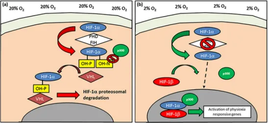 Figure 2. Schematic diagram describing the activation of hypoxia-inducible factor-1 alpha  (HIF-1α)