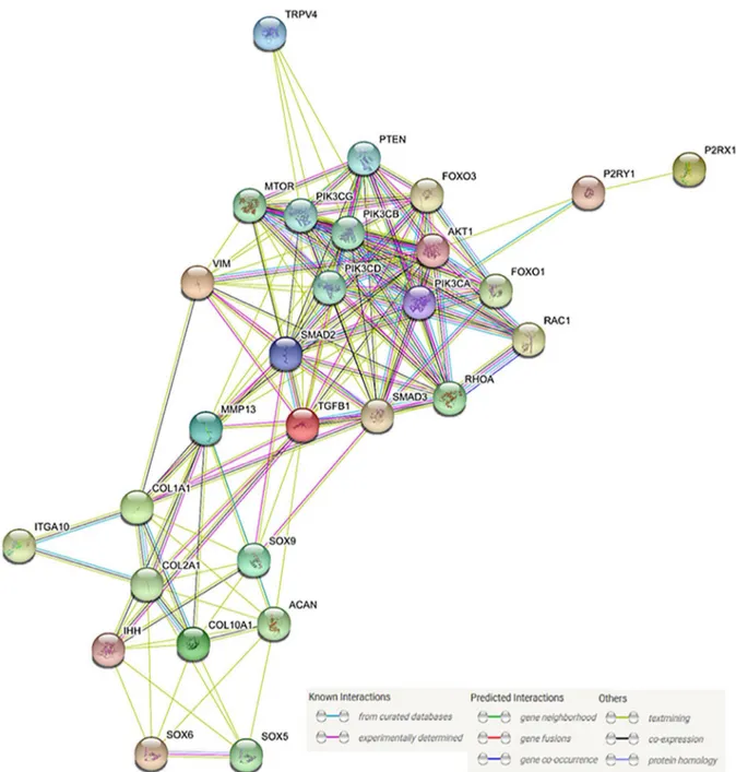 Fig. 4. STRING database analysis based on genes and proteins under the influence of hydrostatic pressure  and chondrogenesis, showing interactions among proteins based on database analysis.