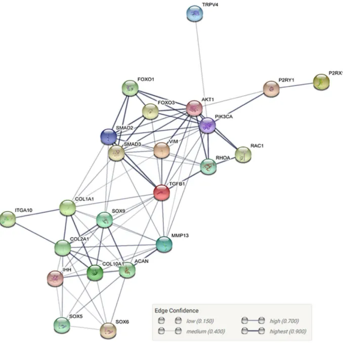 Fig. 5. STRING database analysis based on genes and proteins under the influence of hydrostatic  pressure and chondrogenesis, showing the probability of protein interactions.