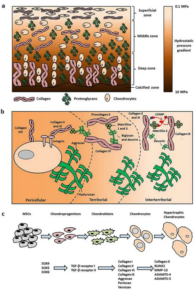 Fig. 1. Schematic diagram. (a) Zones of articular cartilage depicting the arrangement and orientation of  chondrocytes, collagens and proteoglycans within the extracellular matrix and the changes in hydrostatic  pressure