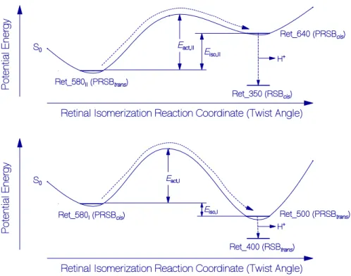 Figure 10. Schematic reaction coordinate diagrams for thermal activated S 0  ground-state protonated  retinal Schiff base isomerizations and apoprotein restructuring assisted irreversible deprotonations  to retinal Schiff base isomers