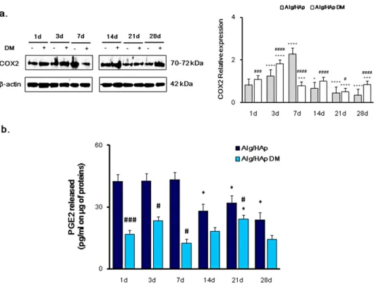Figure 1. Cyclooxygenase-2/prostaglandin 2 COX2/PGE2 pathway modulation in dental pulp stem  cells (DPSC) growth onto alginate/hydroxyapatite (Alg/HAp) scaffolds