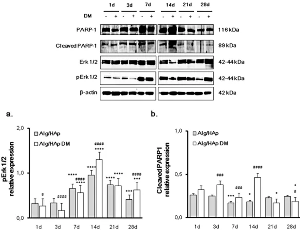 Figure 2. Extracellular signal-regulated kinases (Erk 1/2) phosphorylation and cleavage of Poly [ADP- [ADP-ribose] polymerase-1 (PARP-1) and in DPSCs growth onto Alg/HAp scaffolds