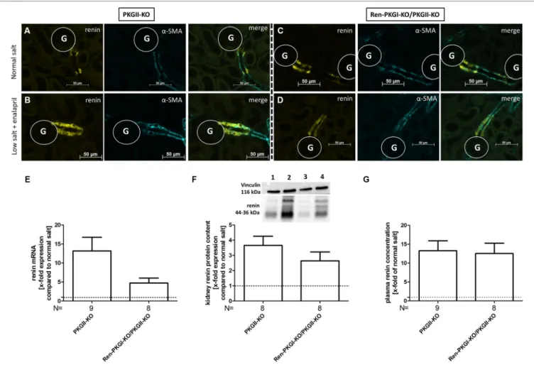 FIGURE 4 | Renin analysis of double knockouts during NS and LS/Ena treatment: (A–D) representative costainings of renin (yellow) and  α -smooth muscle actin  ( α -SMA, turquoise)