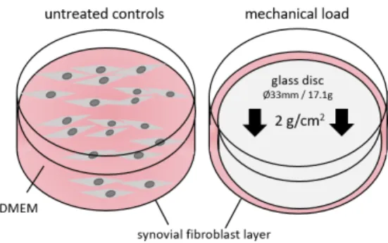 Figure 4. Model of static compressive force application. Synovial fibroblasts either derived from non-OA patients (N-SF) or from OA patients were treated with static compressive force for 48 h under normal cell culture conditions
