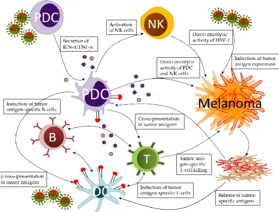 Figure  1.  Prospects  of  plasmacytoid  dendritic  cells  (pDC)  in  orchestrating  innate  and  adaptive  immune  responses  against  melanoma  in  the  context  of  oncolytic  herpes  simplex  virus  (HSV)  infections