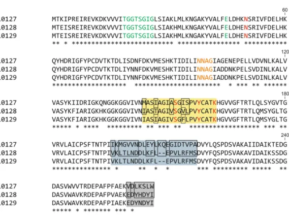 Figure 2.  Multiple Sequence Alignment of Nasonia vitripennis SDRs investigated in this study