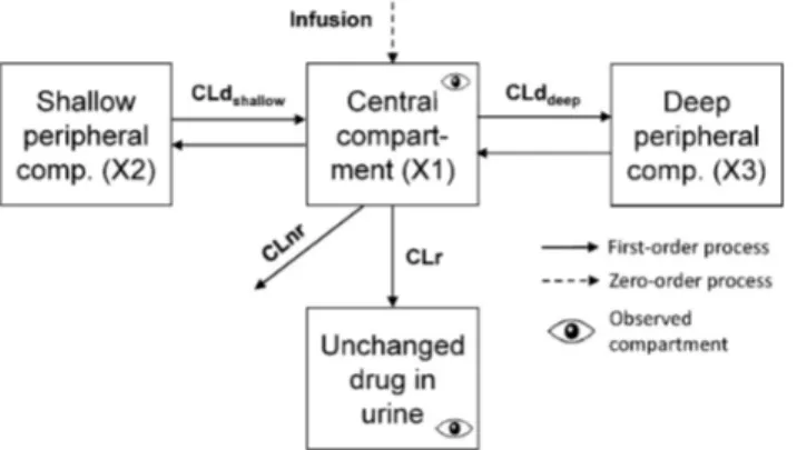 Figure 1. Three-compartment model structure for cefotiam in plasma and urine. 