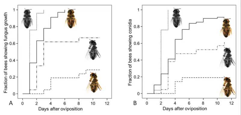 Figure 8. Fungus growth on honeybees of four different treament groups. Timing of occurrence of (A) fungal hyphae and (B) conidia on paralyzed honeybees that were (1) not embalmed by beewolf females and did not carry an egg (n = 25, colorless bee, point li