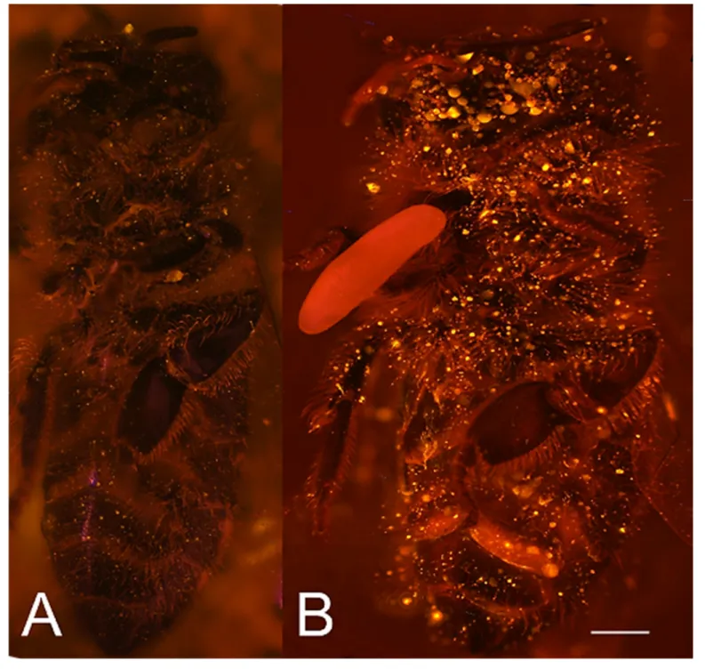 Figure 4. Visualization of NO  emission by beewolf eggs using fluorescence imaging. (A) Honeybee from a brood cell without an egg and (B) honeybee with egg