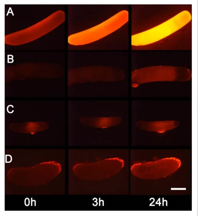 Figure 5. Detection of nitric oxide (NO  ) in beewolf eggs. Newly laid eggs of beewolves, Philanthus triangulum, of the cockroach wasp Ampulex compressa and of the Red Mason bee, Osmia bicornis were injected with the NO  sensitive fluorescence probe DAR4M-