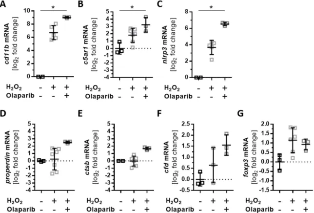 Figure 7. Olaparib enhanced oxidative stress-dependent expression changes in ARPE-19 cells