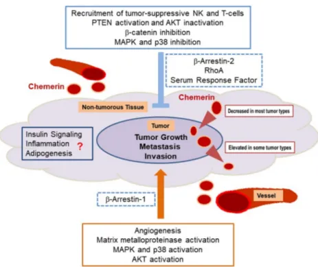 Figure 1. Anti-tumoral and cancer-promoting effects of chemerin. Anti-tumoral activities of  chemerin, which are dominant in most cancer entities, include inhibition of MAPK, β-catenin and  AKT where the latter is achieved by PTEN activation