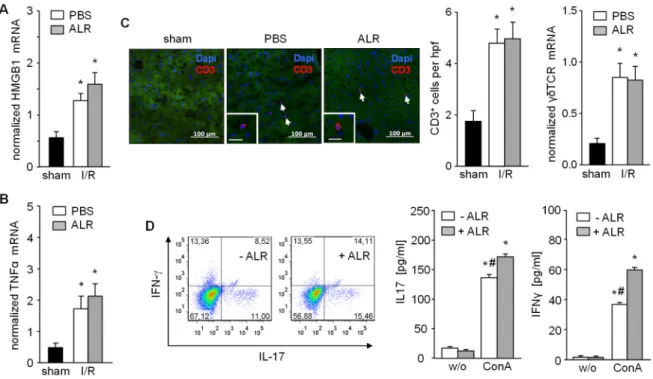 Figure 2. Expression of HMGB1 and TNFα, recruitment of CD3 +  and activation of γδT cells after IR  are not diminished upon ALR treatment