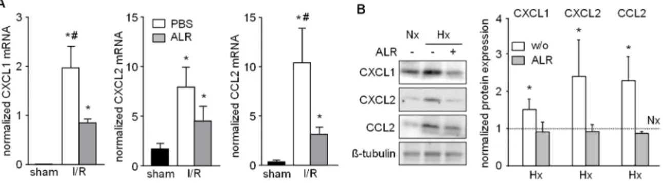 Figure 4. ALR attenuates hepatic chemokine expression in an IRI mouse model and in primary  hepatocytes