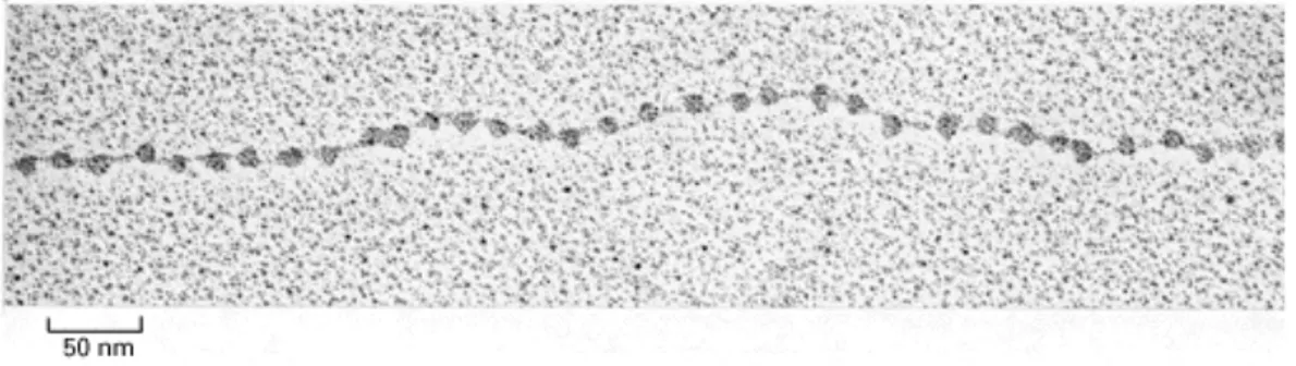 Figure 2. Electron micrograph of the chromatin “beads-on-a-string” structure. 