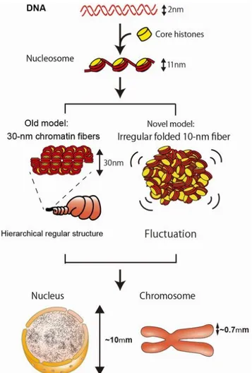 Figure 4. Classical and new model of higher order chromatin folding. 