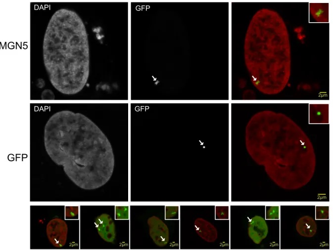 Figure 9. HMGN5-mediated chromatin decondensation. 