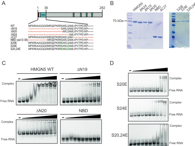 Figure 13. Interaction of deletion and phosphomimetic mutants of HMGN5 with  RNA. 