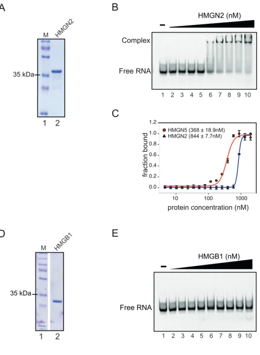 Figure 16. HMGN2 and HMGB1 interactions with RNA. 