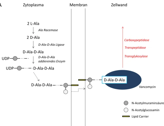 Abbildung 1: Vereinfachte Darstellung des Wirkmechanismus von Vancomycin bei der  Zellwandbiosynthese: Komplexbildung mit dem D-Alanyl-D-Alanin-Ende (D-Ala-D-Ala)  einer  Peptidoglykan-Vorstufe  der  Zellwand  und  Hemmung  der  Enzyme  Transglykosylase, T