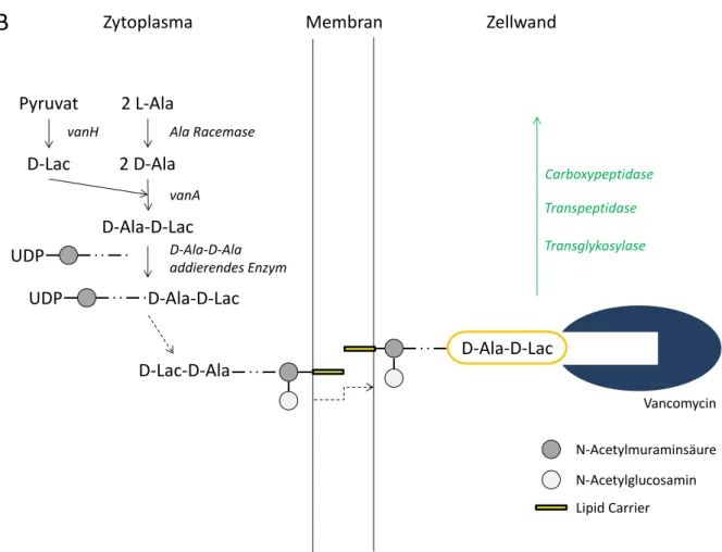 Abbildung 2: Vereinfachte  Darstellung  eines  Resistenzmechanismus  gegenüber  Vancomycin  am  Beispiel  der  Wirkung  des  vanA-Gens  als  alternierende  Ligase  mit  Bildung  einer  veränderten  Vancomycin-Bindestelle:  D-Alanyl-D-Lactat  (D-Ala-D-Lac) 