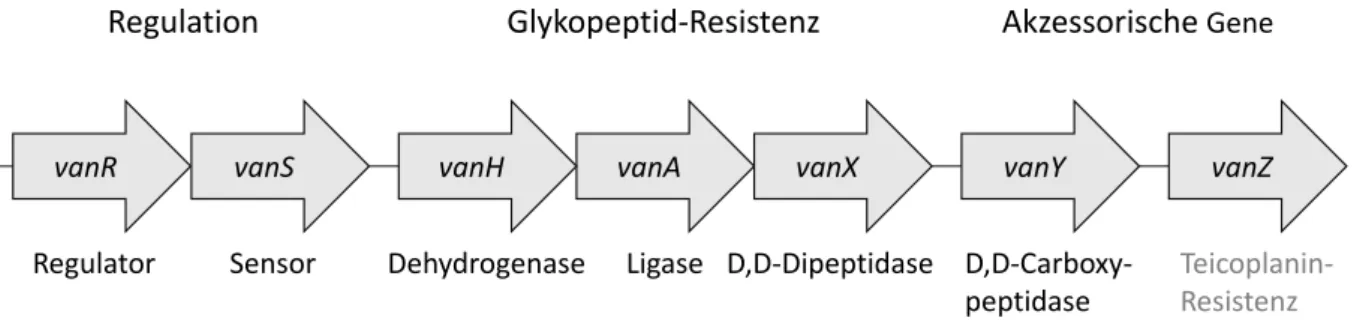 Abbildung 3: Darstellung  des  vanA-Operons  mit  zwei  regulatorischen  Genen,  drei  Glykopeptid-Resistenzgenen  und  zwei  akzessorischen  Genen;  in  Anlehnung  an  Courvalin [18] und Arthur et al