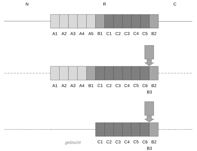 Abbildung 4: Darstellung verschiedener  esp-Varianten mit N-(N) und C-Terminus (C)  sowie der Repeat-Region (R) mit variablen Wiederholungen der Abschnitte A, B und  C; in Anlehnung an Leavis et al
