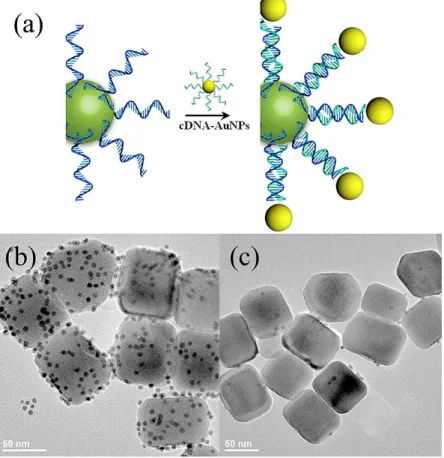 Figure 4.4║ a) DNA-directed assembly of UCNPs and AuNPs. TEM images of T30-UCNPs assembled with  AuNPs bearing (b) complementary DNA and (c) noncomplementary DNA