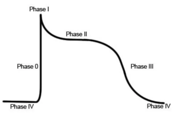 Abbildung 2 Phasen eines Aktionspotentials im Arbeitsmyokard 