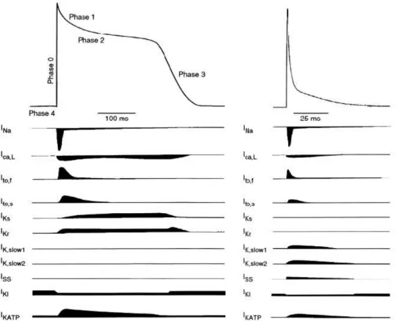 Abbildung  3  Aktionspotentiale  von  Mensch  und  Maus  und  die  dabei  vorherrschenden Ionenströme im Vergleich (13)