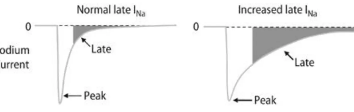 Abbildung  7  Anteil  des  späten  Natriumstroms  unter  physiologischen  (links)  und  pathologischen Bedingungen (rechts) (47)