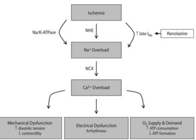 Abbildung  8  Natriumüberladung der Herzmuskelzelle bei Ischämie und ihre Folgen  (47)