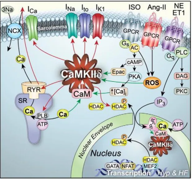 Abbildung 10 Aktivierung und Auswirkung der CaMKII in der Herzmuskelzelle (78). 