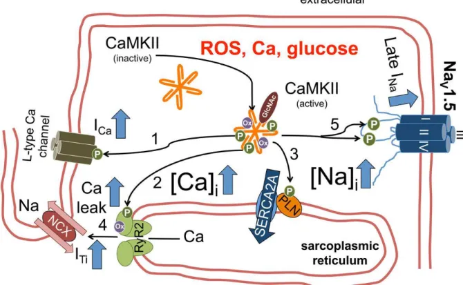 Abbildung  11  Aktivierung  der  CaMKIIδ C   sowie  Einfluss  auf  Kalziumhaushalt  der  Herzmuskelzelle  und  Elektromechanische  Kopplung  (90):  CaMKIIδ C   wird  über  verschiedene  pathophysiologische  Stimuli  wie  erhöhte  reaktive  Sauerstoffspezie