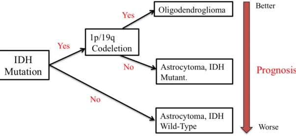 Figure 1.1 Astrocytoma classification in the updated 2016 Central Nervous System WHO  classification (adapted from Johnson et al., 2016) 8 