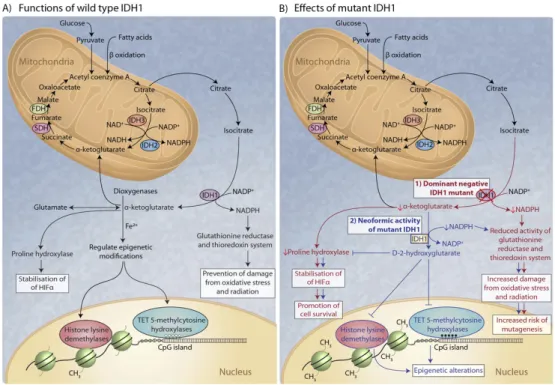 Figure  1.2.  The  role  of  IDH  in  metabolism  of  gliomas.  The  figure  shows  schematically  that  mutated  IDH1  enzyme  gains  the  ability  to  produce  HG  from α-ketoglutarate;  this  could  lead  to  HIF  stabilization  through  impairment  of 