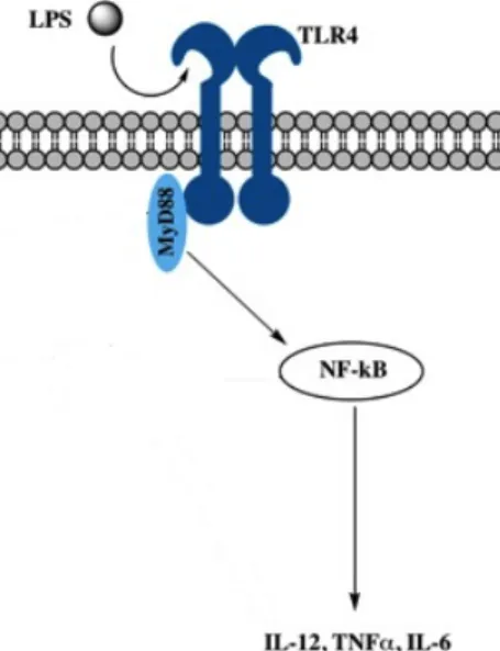 Figure 4.6. Expression of IκB protein in DCs. iDCs were stimulated with LPS (100ng/ml) and  treated with or without 10mM D-HG
