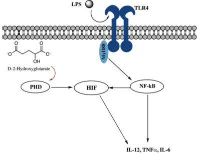 Figure 4.7. HIF involvement in IL-12 production by DCs. TLR4 pathway is activated by LPS