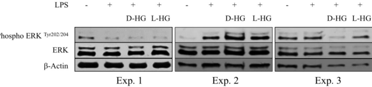 Figure  4.12.  Expression  of  ERK  protein  in  DCs.  iDCs  were  stimulated  with  LPS  (100ng/ml)  with  or  without  D-HG