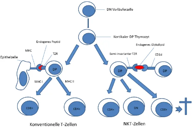 Abbildung 1-2: Unterschiedliche Entwicklung von konventionellen T-Zellen und NKT- NKT-Zellen 
