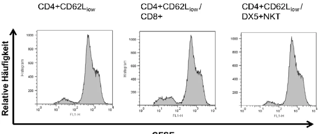 Abbildung  5-13:  Proliferation  von  CD4 + CD62L low -Zellen  in  Mono-Kultur  sowie  in  Co- Co-Kultur mit CD8 + -Zellen bzw