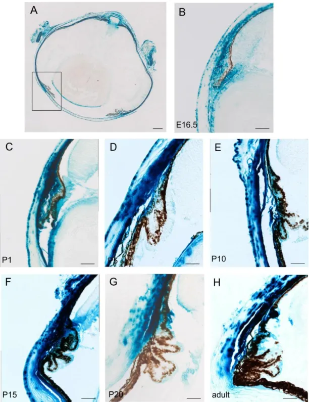 Figure  4-5:  Histological LacZ  staining  in  the  anterior  chamber angle  during  development  and in  the adult  eye