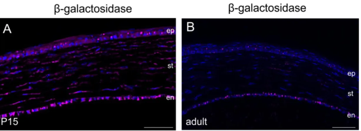 Figure 4-9: CTGF promotor activity in the cornea. (A) Immunohistochemical staining against β-galactosidase (purple)  in sagittal sections of the cornea of P15 CTGF LacZ+/-  mice